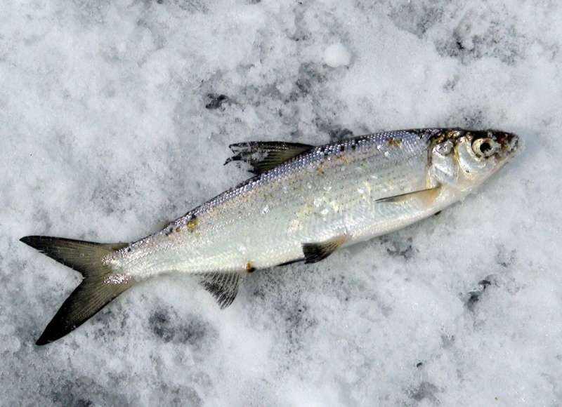 Пелядь зимой