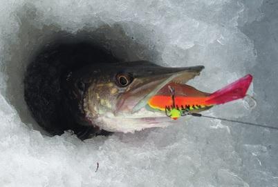 Щука поймана на балансир