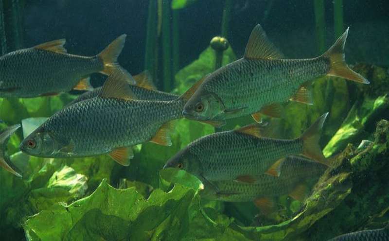 Стайка плотвы под водой