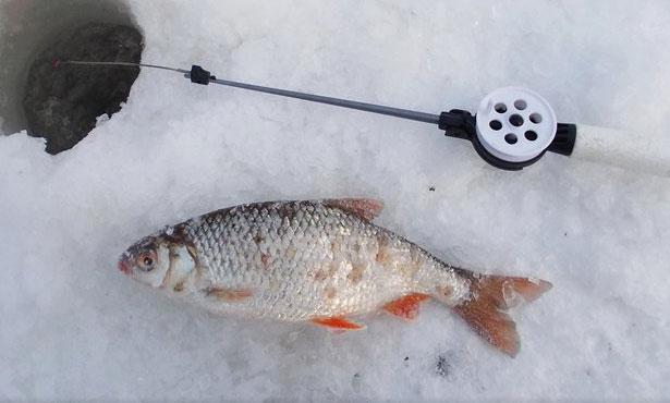 Плотва зимой ловля