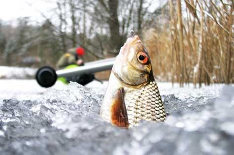 Плотва в лунке