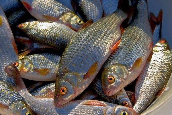 Пойманная плотва весной