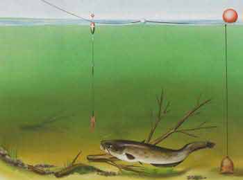 Ловля сома у дна