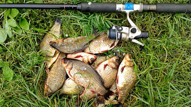 Пойманный карась