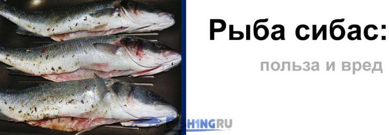 Польза и вред рыбы сибас