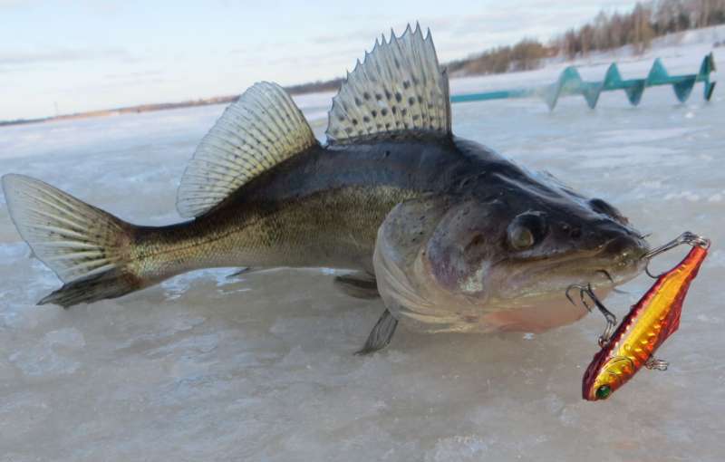 Судак пойман на ратлин