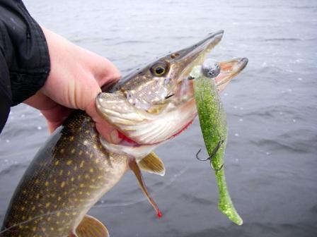 Резина на щуку