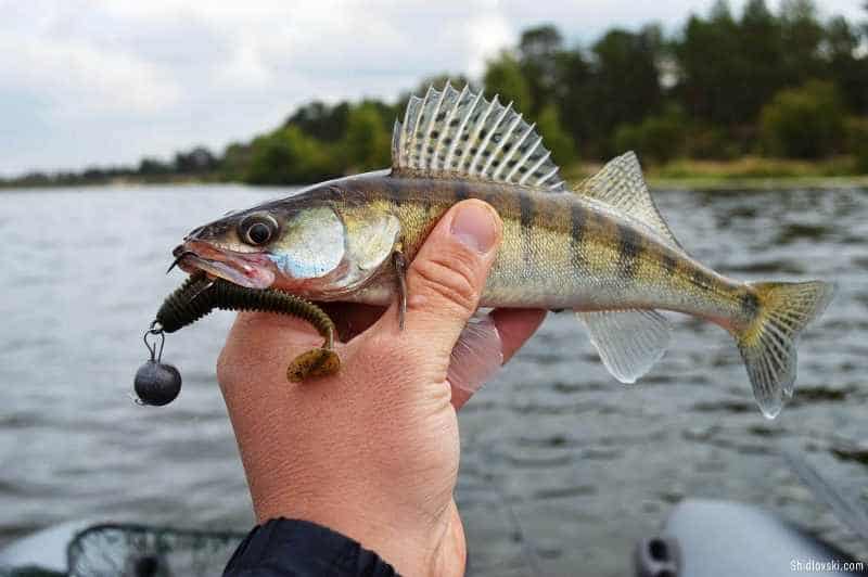 Спиннинг на судака выбор лучшей модели