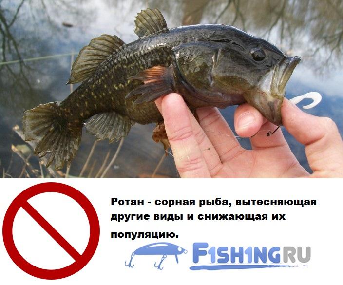 Вред ротана