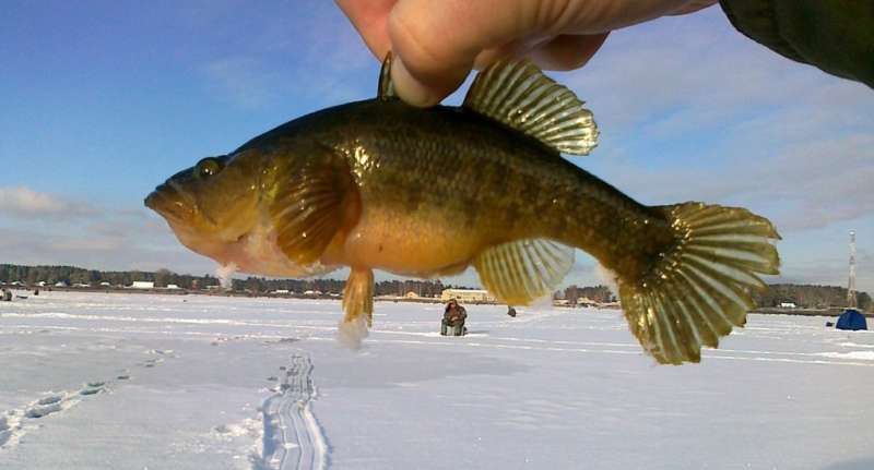 Ротан, пойманный зимой