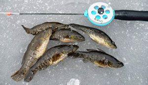 ротан пойманный зимой на кивок