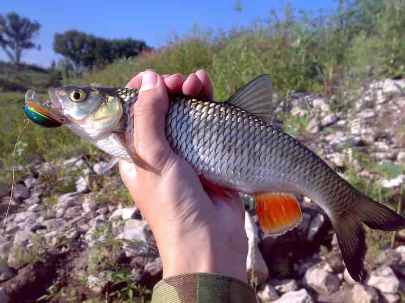 Жерех на спиннинг, приманка, секреты, ловля весной, осенью и летом