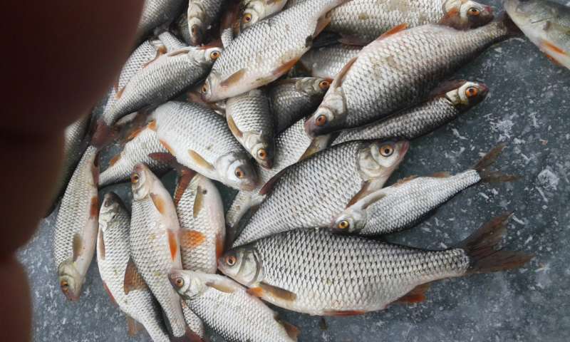 зимний улов