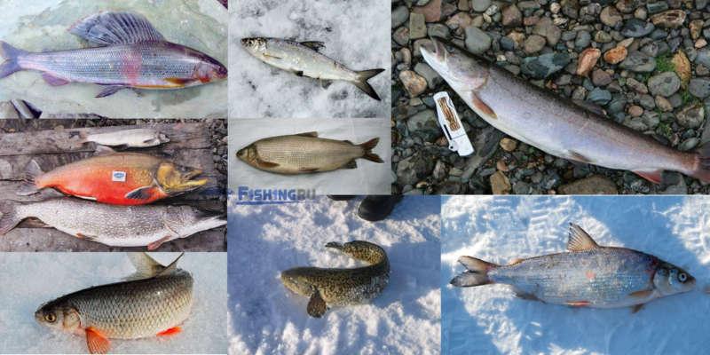 Рыба, которая обитает и ловится в якутии