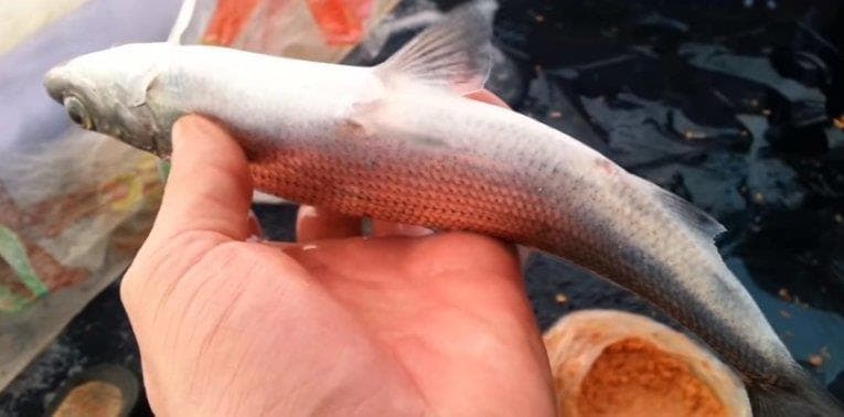 Что за рыба ряпушка– фото, рецепты, где водится, рыбалка