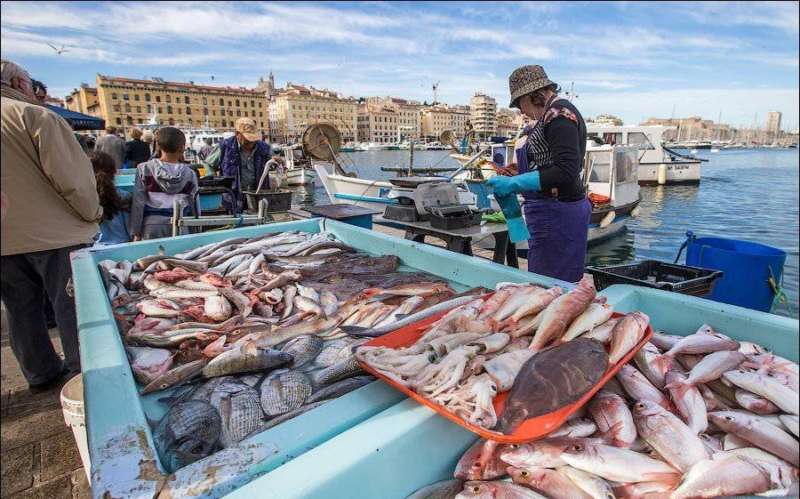 Рыба сиг - описание, фото