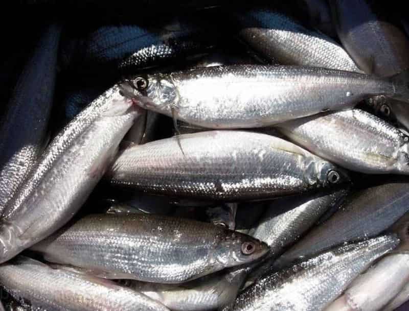 Что за рыба ряпушка– фото, рецепты, где водится, рыбалка