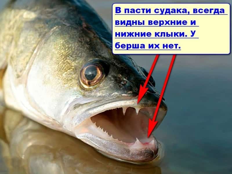 Берш и судак отличия на фото