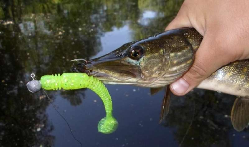 Щука на съедобную резину