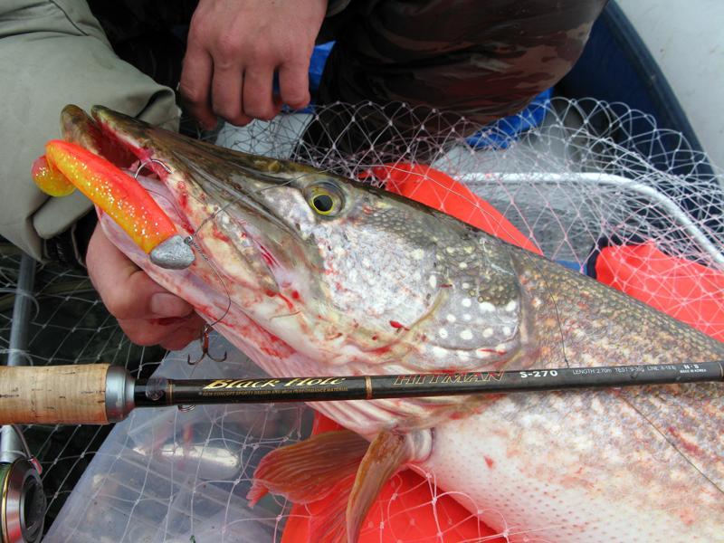 Щука пойманная на спиннинг