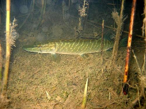 Щука съемка под водой