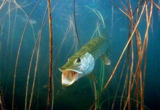 Щука весной ловля в марте