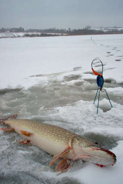 Щука в январе