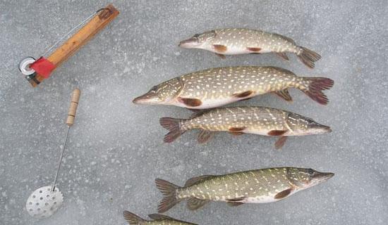 Щука, пойманная зимой