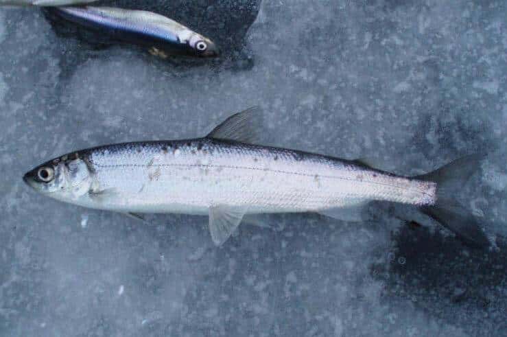 Что за рыба ряпушка– фото, рецепты, где водится, рыбалка