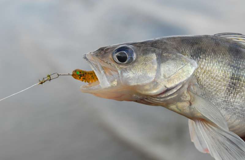 Съедобные приманки