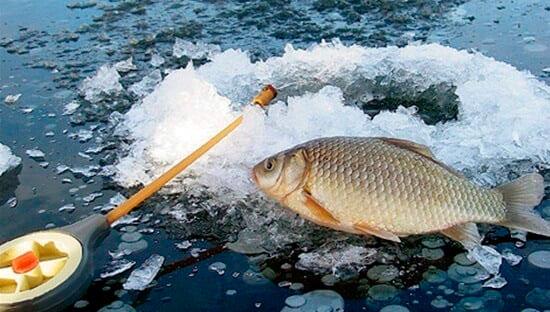 Зимний карась