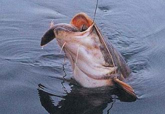 Сом пойманный на донку