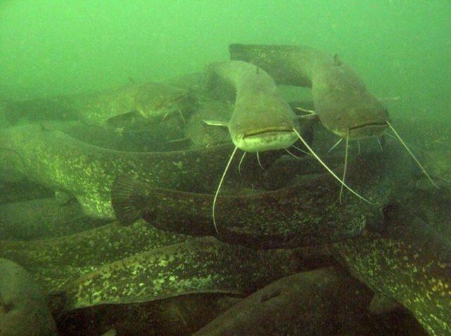 Сом в стае фото