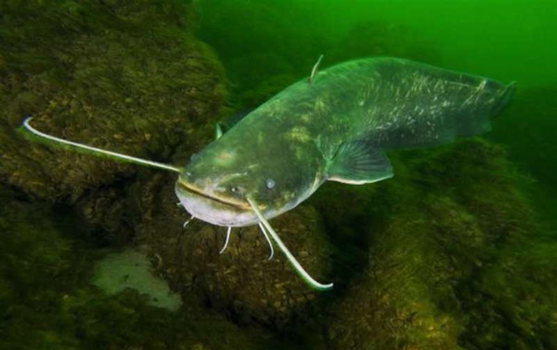 Сом в воде фото