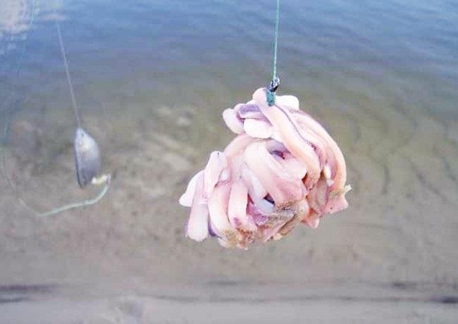 Ловля сома на донку: выбираем удилище, оснастку, наживки