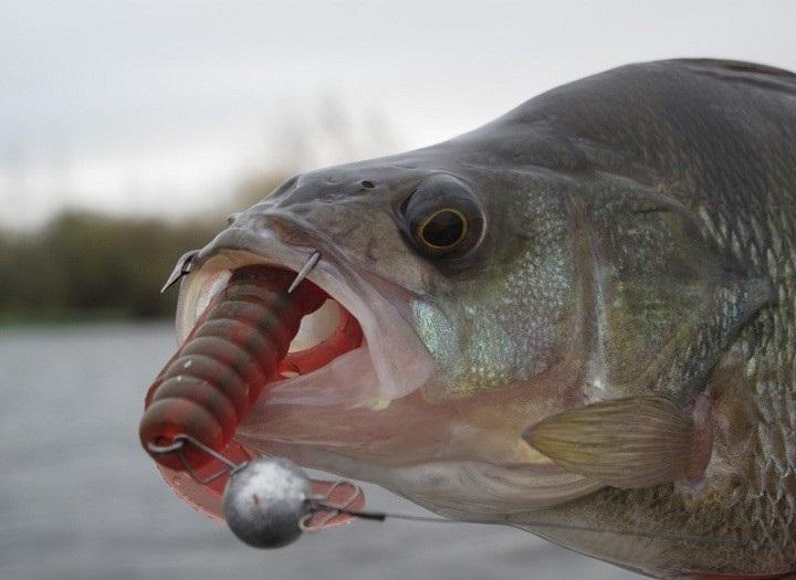 окунь пойманный осенью на джиг