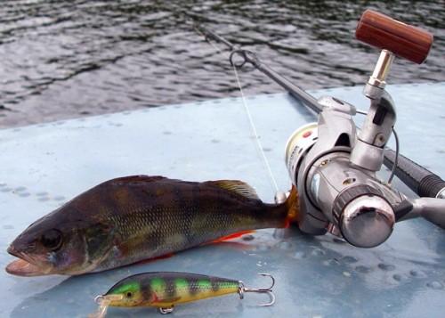 Спиннинг на окуня