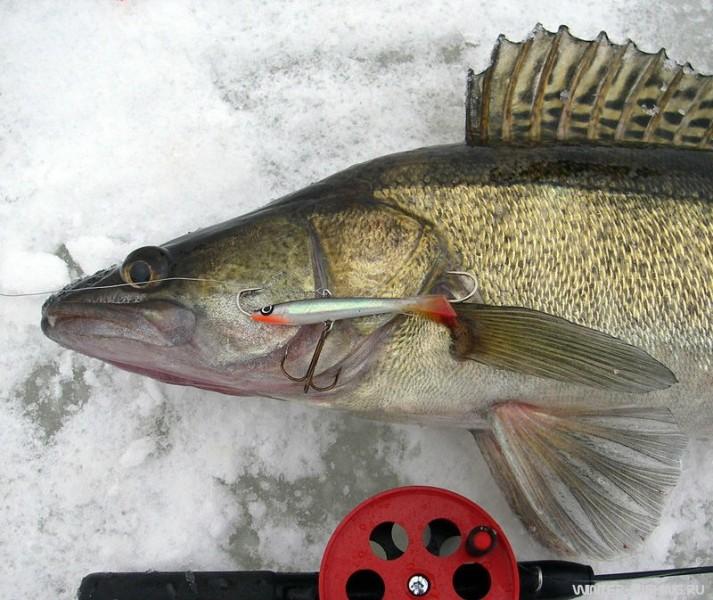 Балансир и судак