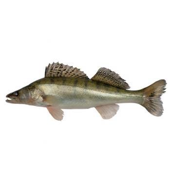 Судак на фидер