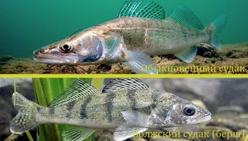 Берш и судак отличия на фото