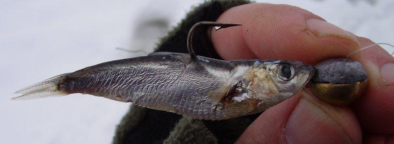 Тюлька на крючке