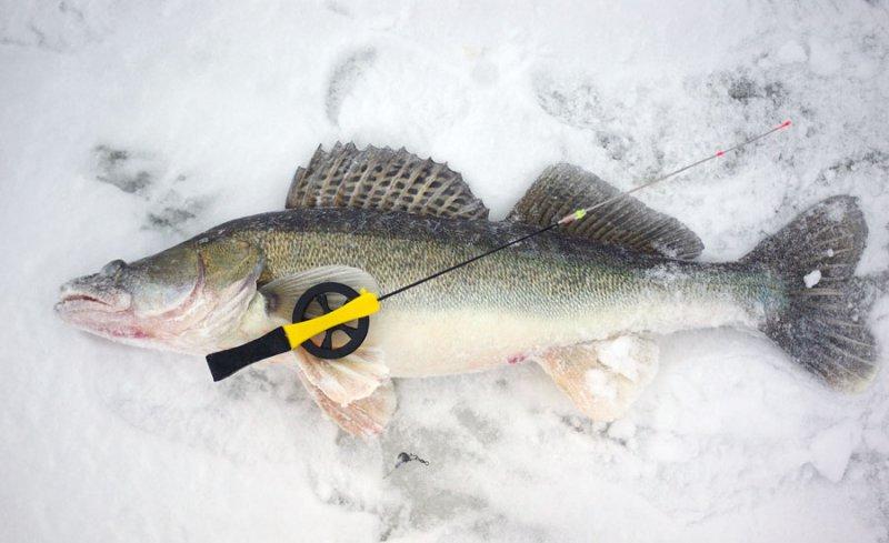 Удильник и судак