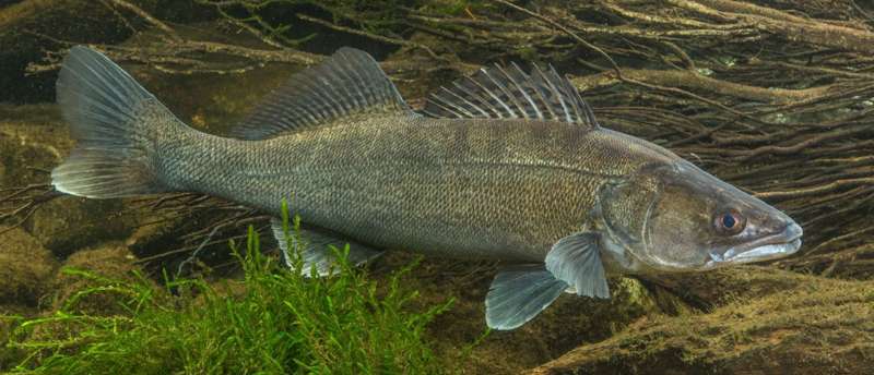 Где искать судака летом, места скопления