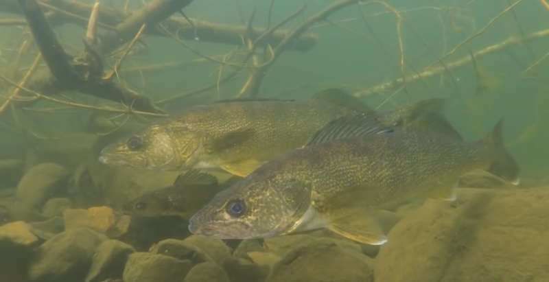 Судак под водой фото
