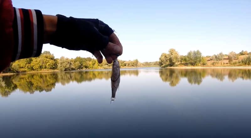 Судак на живца (тюльку)