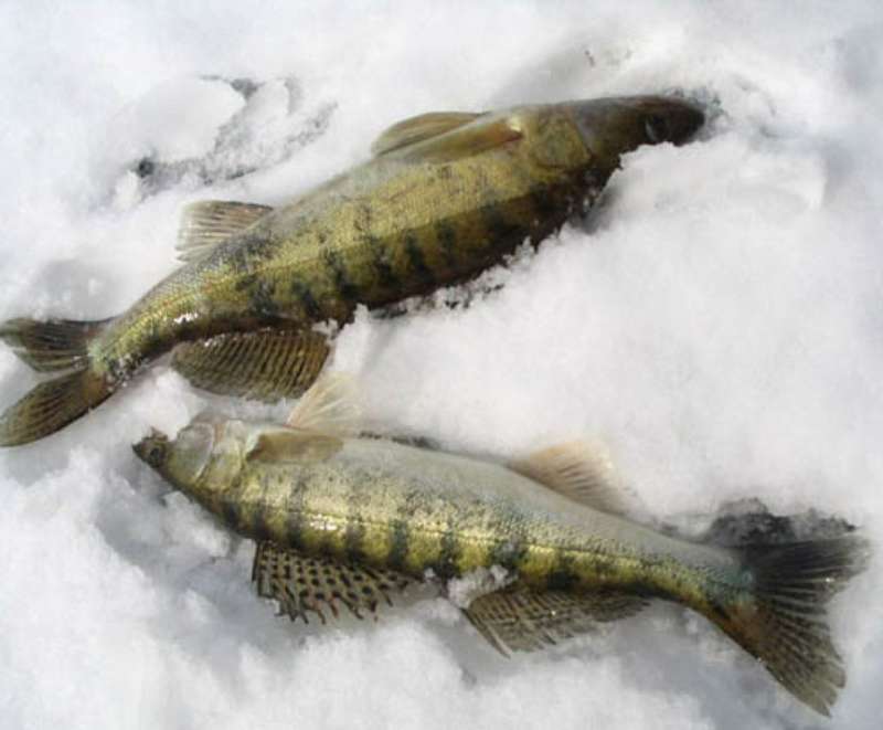 Судаки на льду