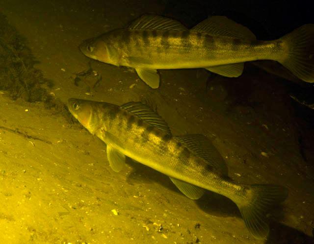 2 судака под водой