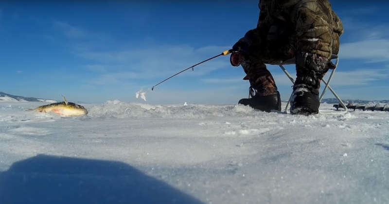 Техника ловли окуня зимой на балансиры