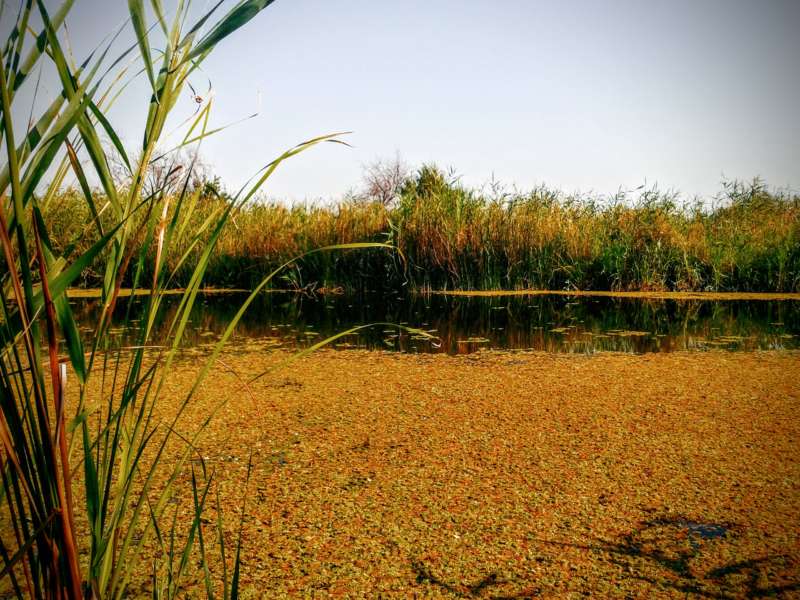 Травянистый водоем