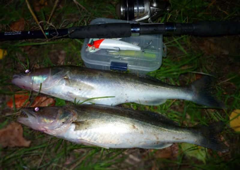 Спиннинг на судака выбор лучшей модели